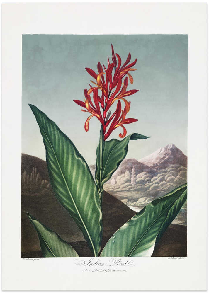 Indian Reed from The Temple of Flora (1807)