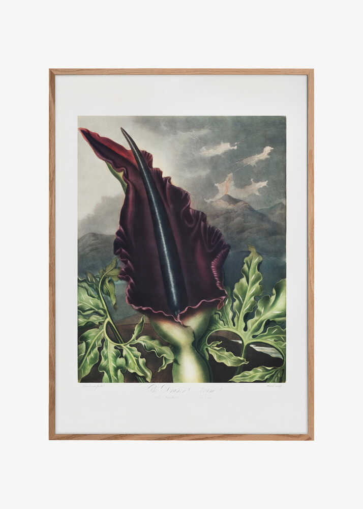 The Dragon Arum from The Temple of Flora (1807)