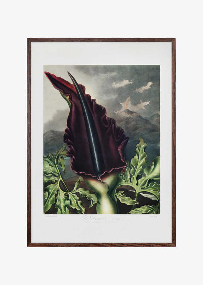The Dragon Arum from The Temple of Flora (1807)