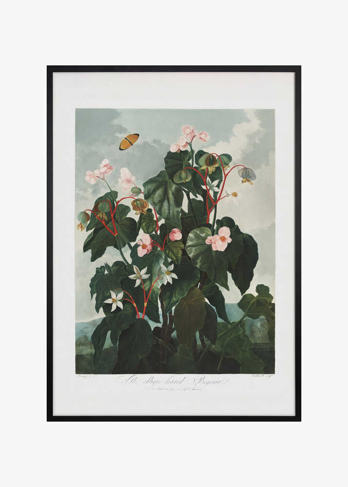The Oblique–Leaved Begonia from The Temple of Flora (1807)