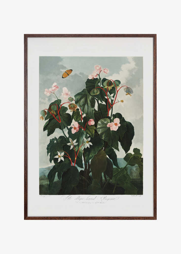 The Oblique–Leaved Begonia from The Temple of Flora (1807)