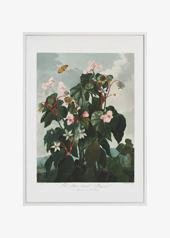 The Oblique–Leaved Begonia from The Temple of Flora (1807)