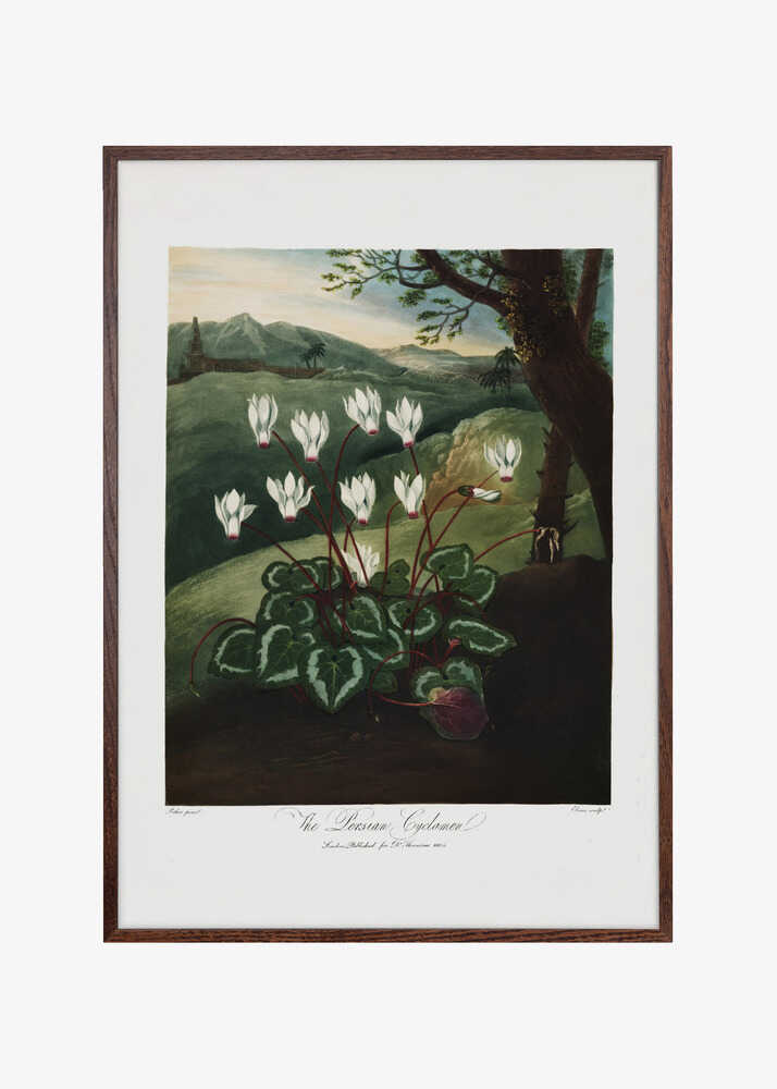 The Persian Cyclamen from The Temple of Flora (1807)