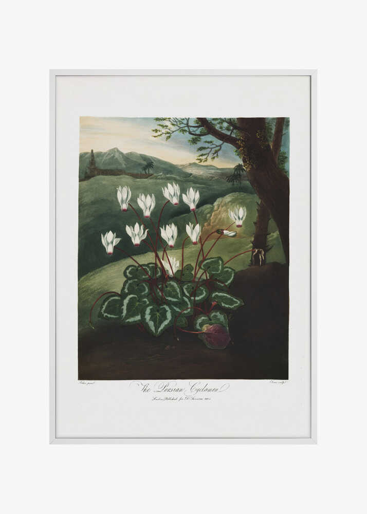 The Persian Cyclamen from The Temple of Flora (1807)