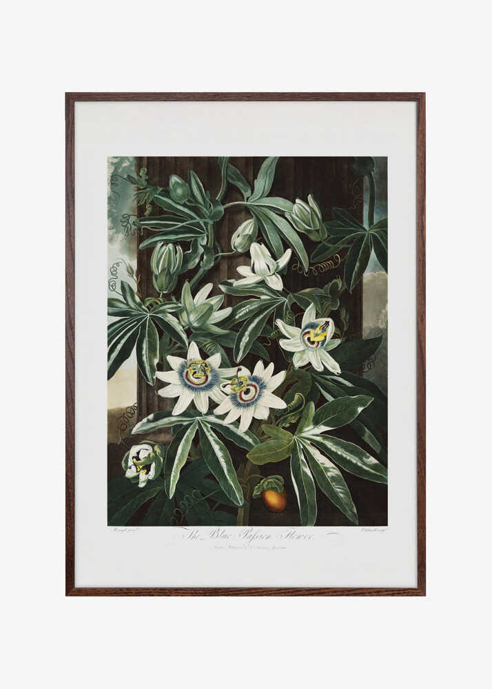 The Passiflora Cerulea from The Temple of Flora (1807)