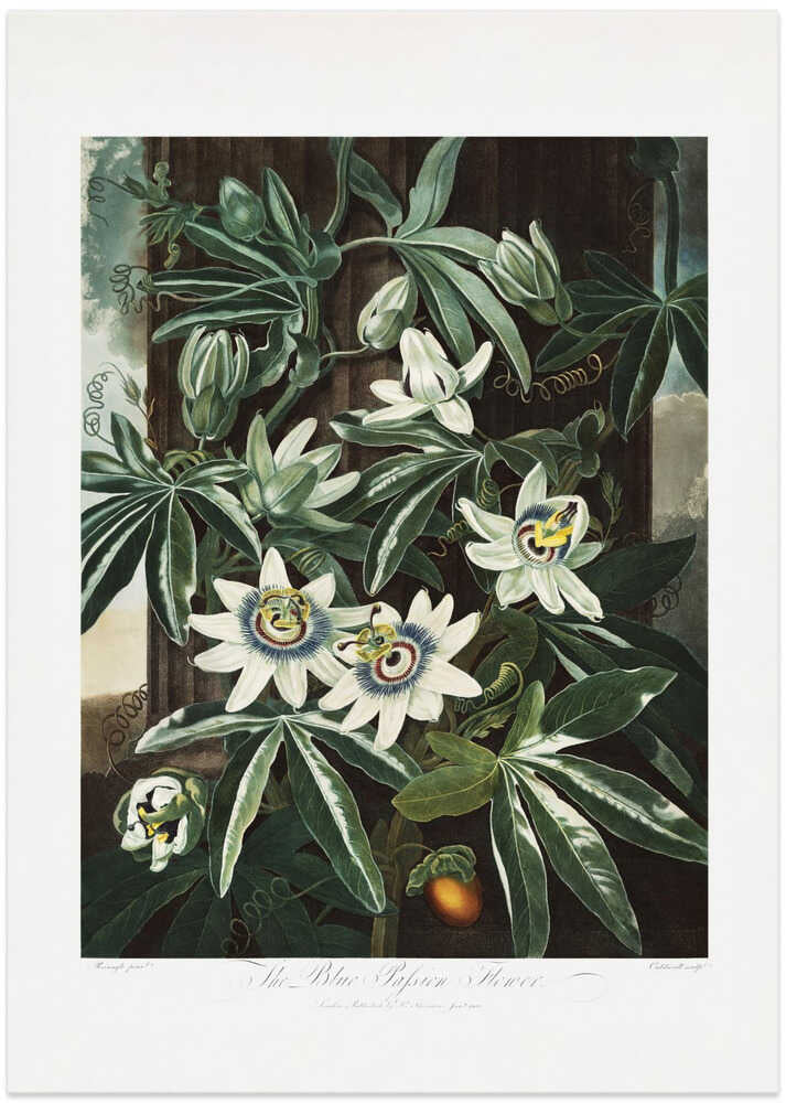 The Passiflora Cerulea from The Temple of Flora (1807)