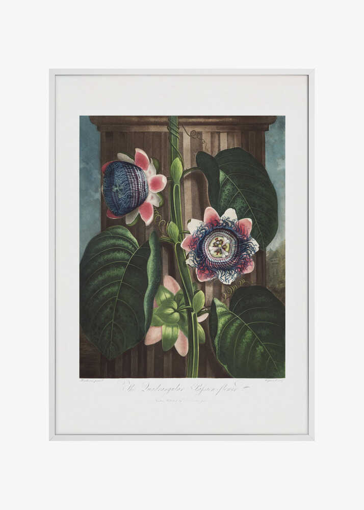 The Quadrangular Passion Flower from The Temple of Flora (1807)