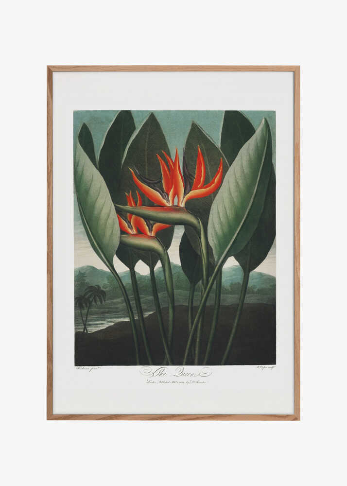 The Queen–Plant from The Temple of Flora (1807)