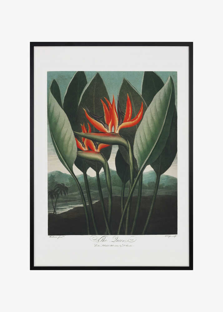The Queen–Plant from The Temple of Flora (1807)