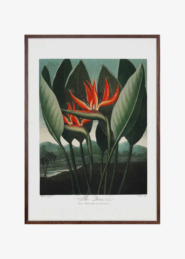 The Queen–Plant from The Temple of Flora (1807)