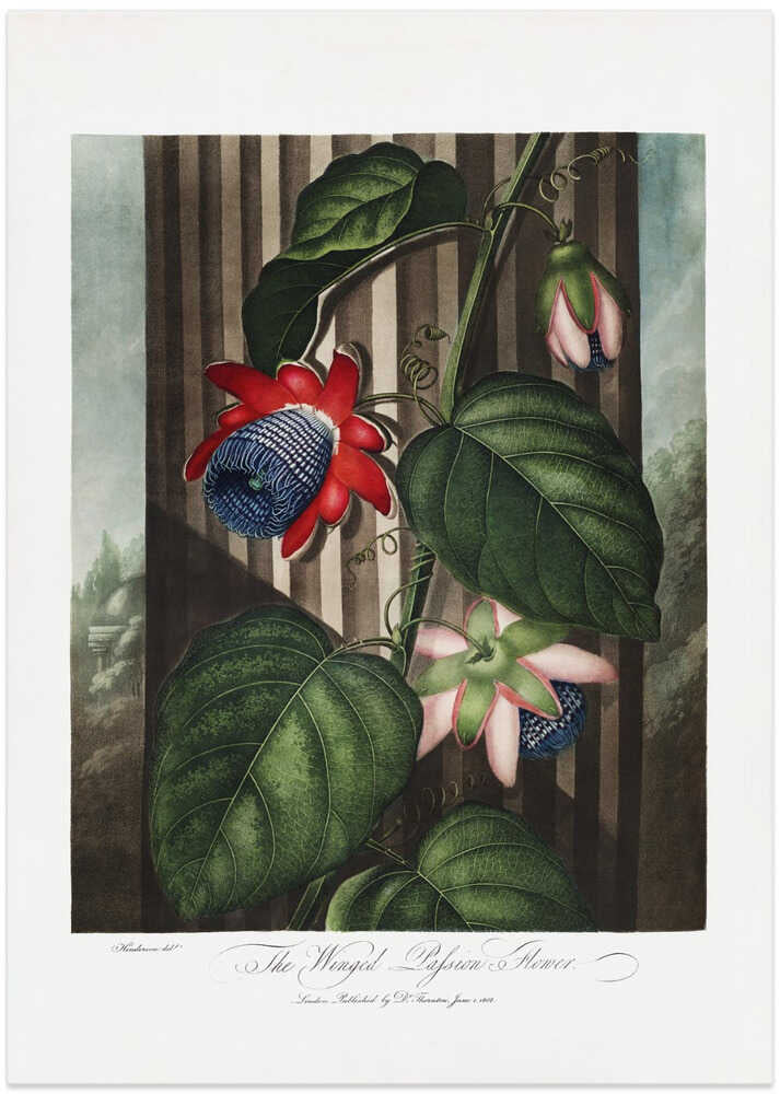 The Winged Passion-Flower from The Temple of Flora (1807)