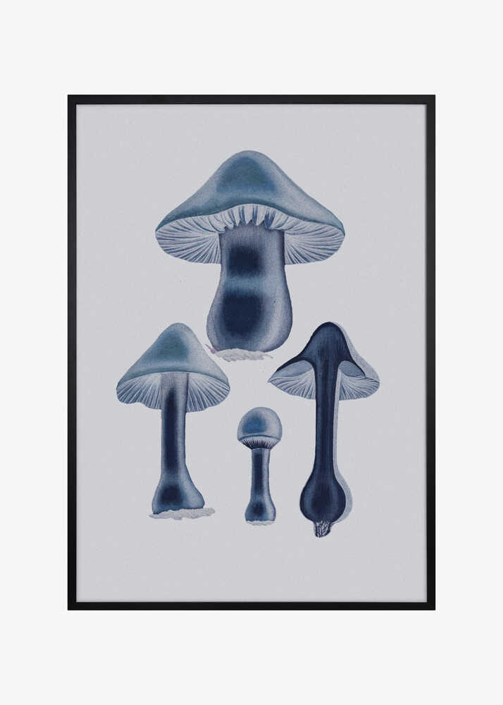 Agaricus Bulbosus - Blue