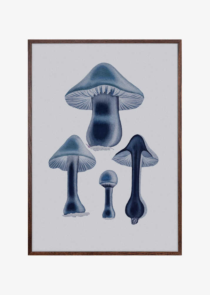 Agaricus Bulbosus - Blue