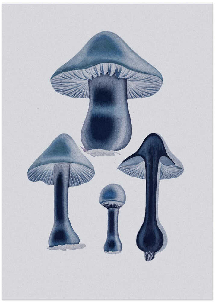 Agaricus Bulbosus - Blue