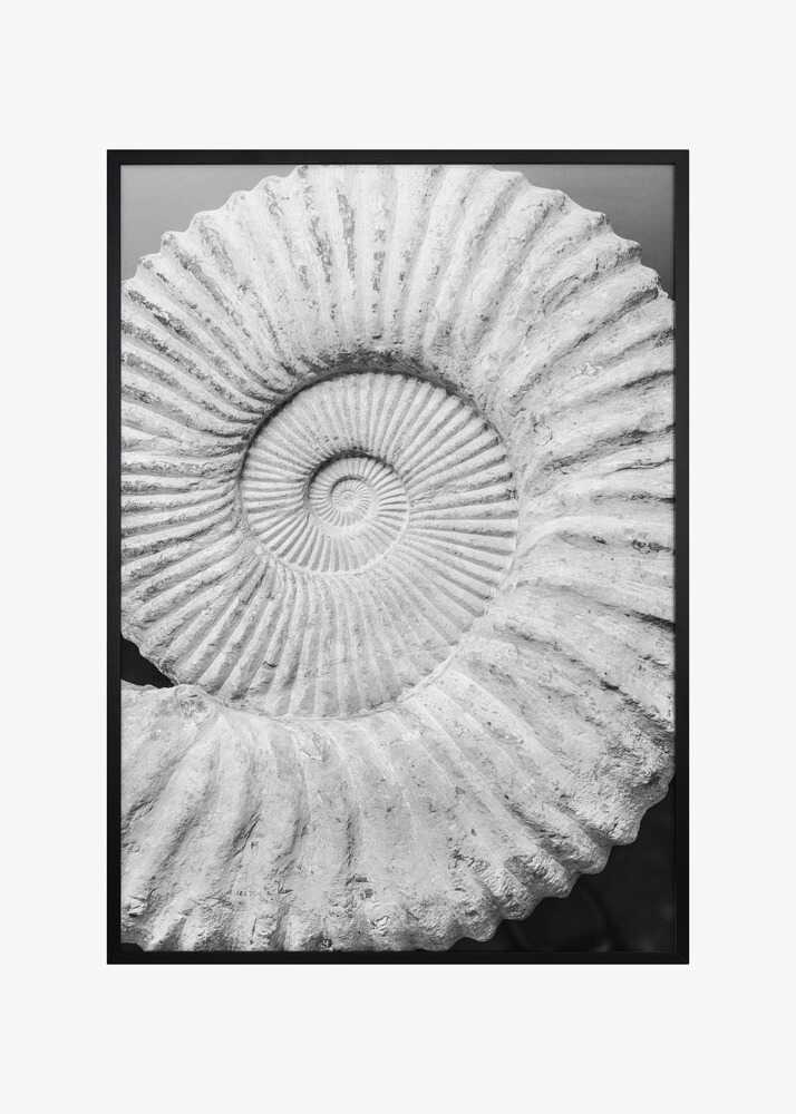 Ancient Spiral Dreams