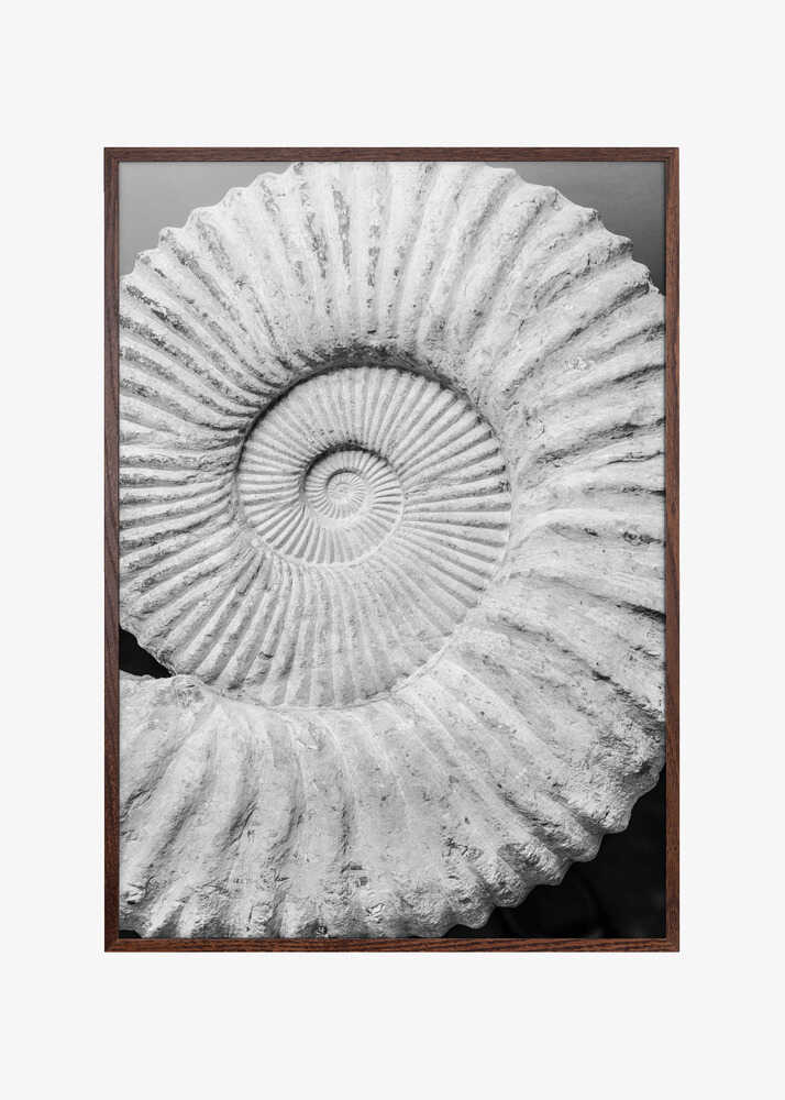 Ancient Spiral Dreams