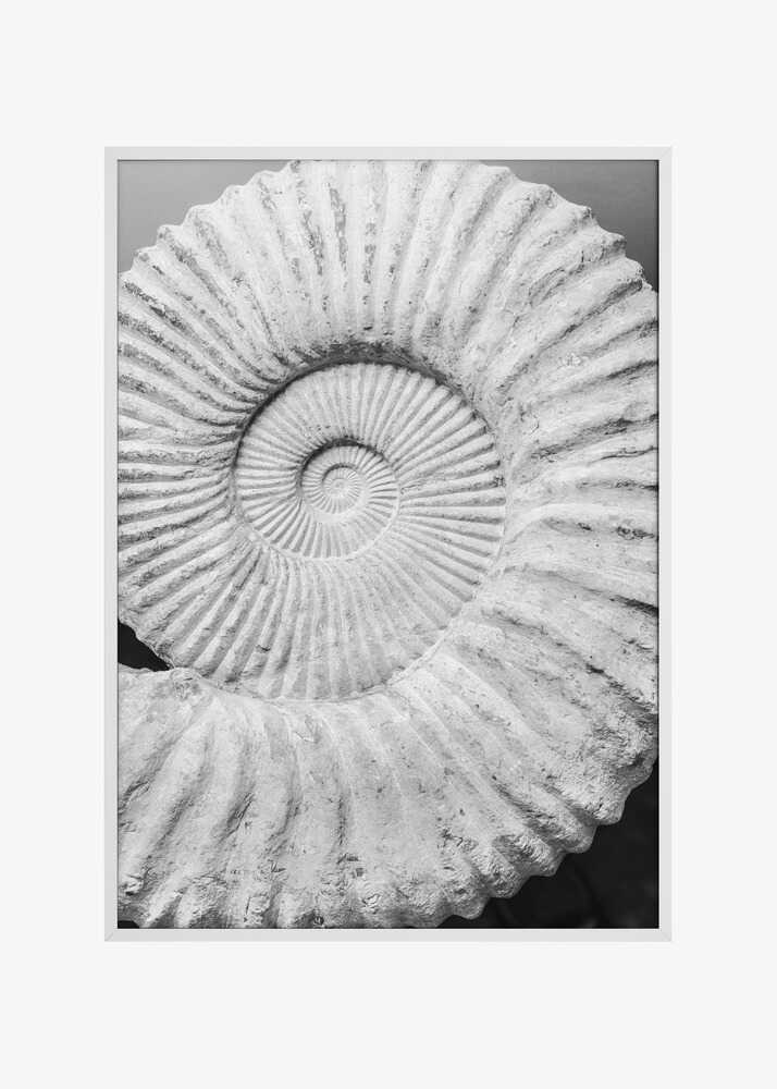 Ancient Spiral Dreams