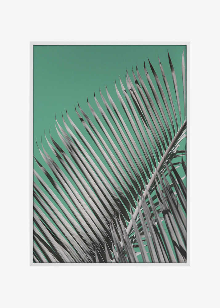 Palm Serenity