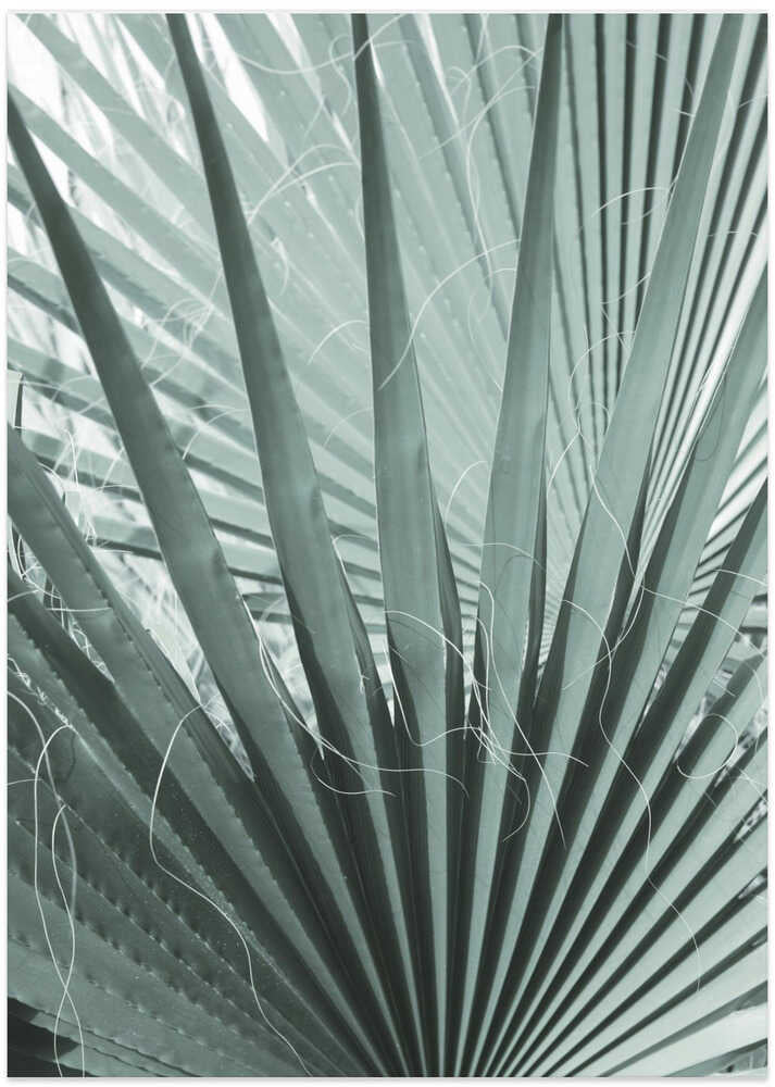 Frond Geometry
