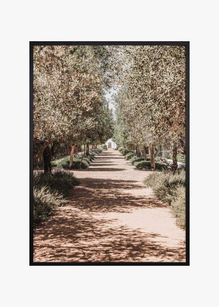 A Serene Tree Lined Path with Sunlight