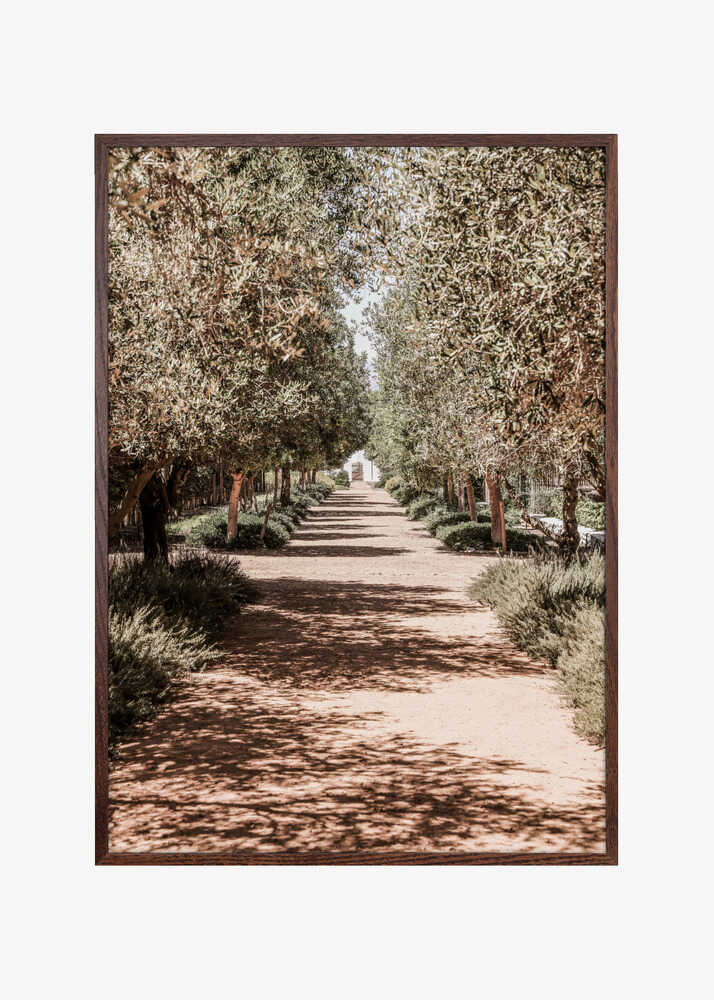 A Serene Tree Lined Path with Sunlight