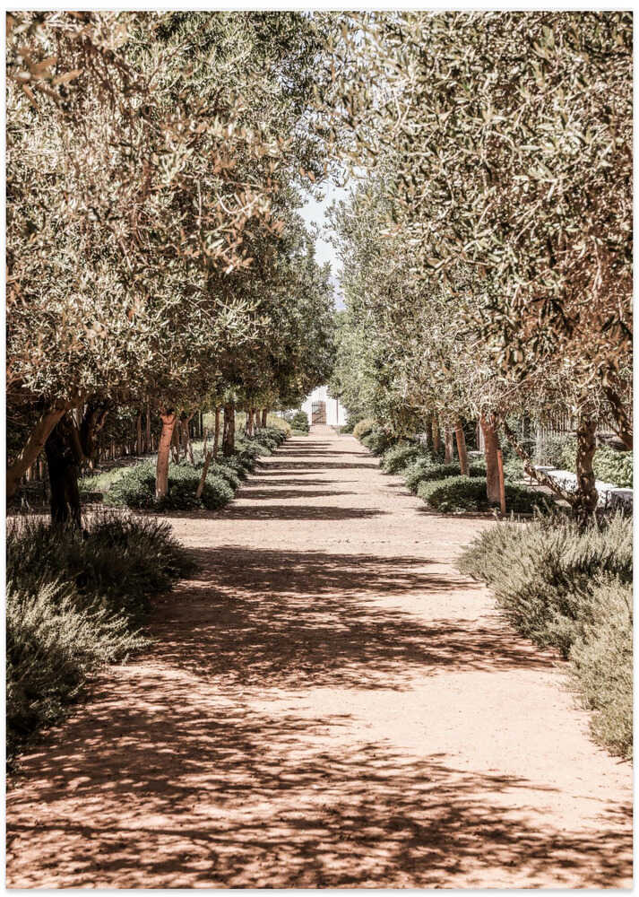 A Serene Tree Lined Path with Sunlight