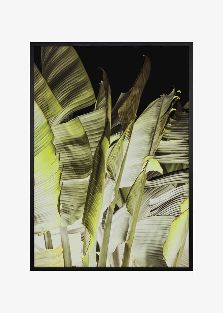 Banana Leaves In Soft Lighting