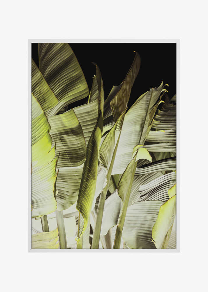 Banana Leaves In Soft Lighting