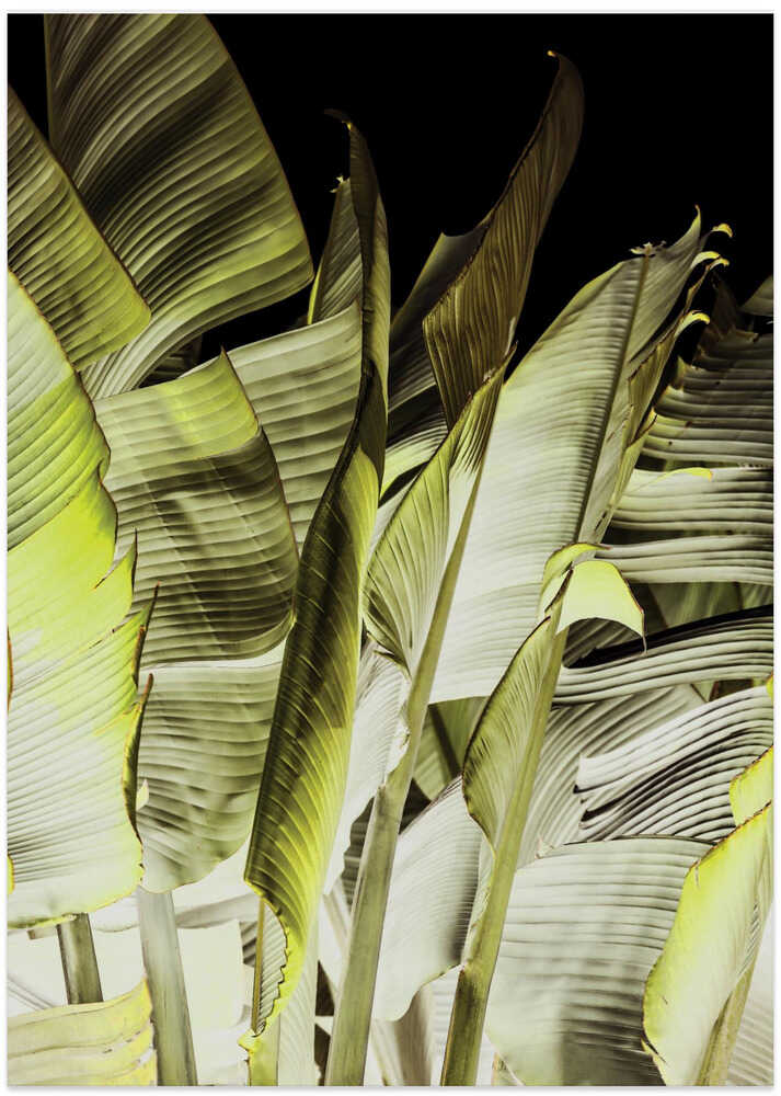 Banana Leaves In Soft Lighting