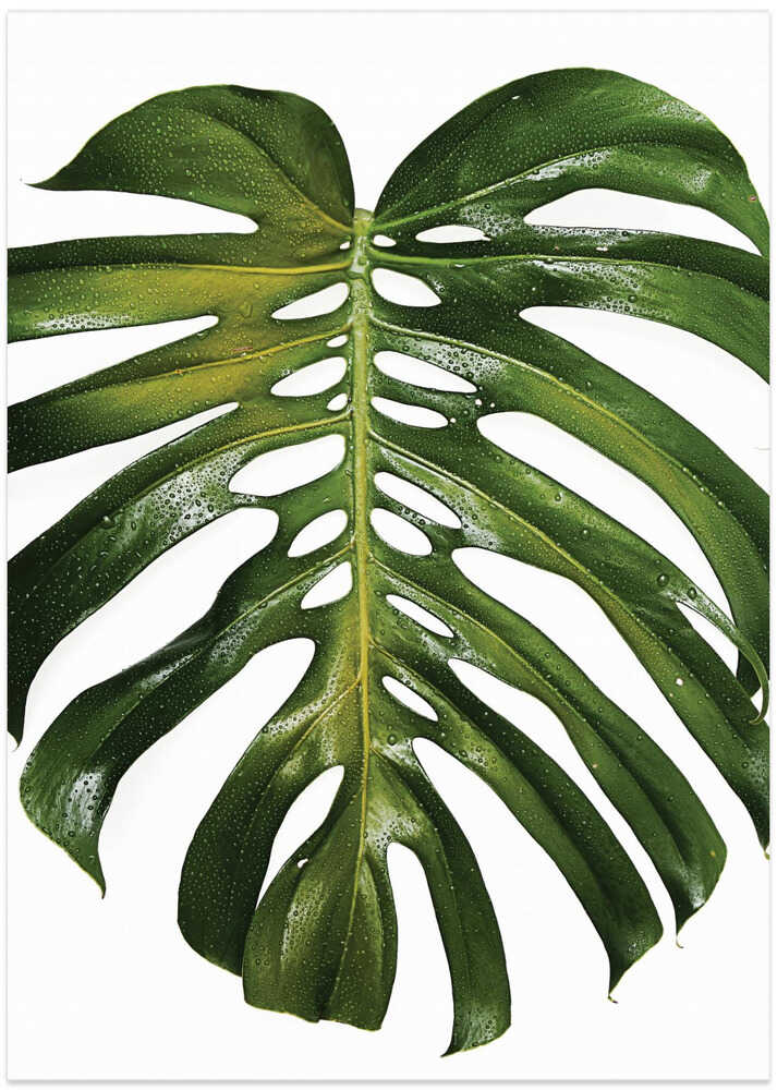 Verdant Monstera Leaf
