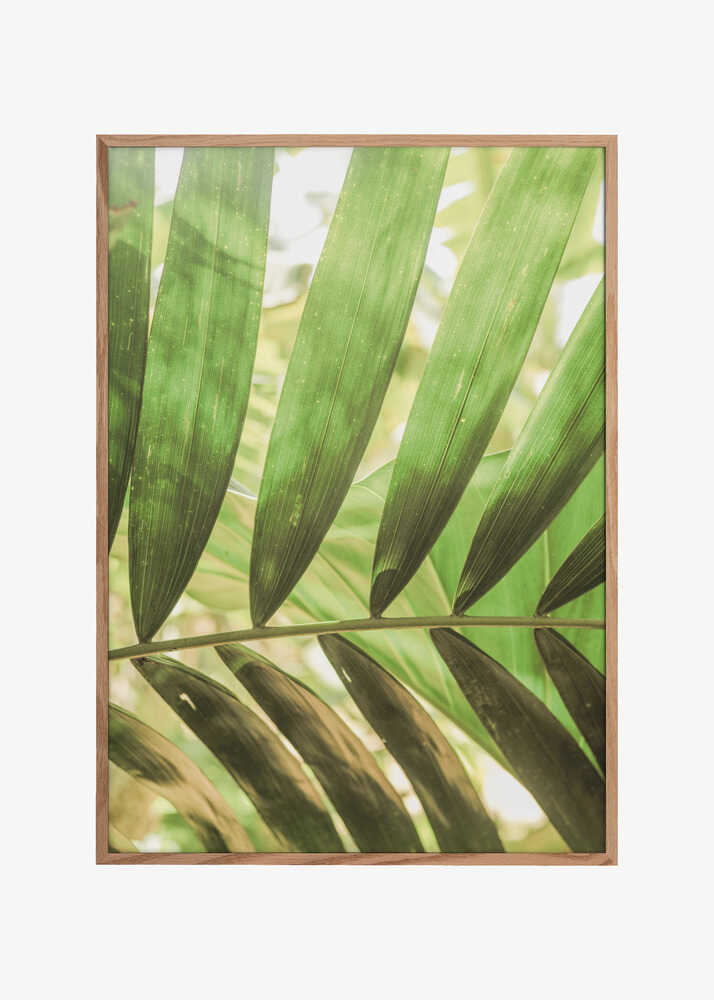 Beauty Of Palm Leaves