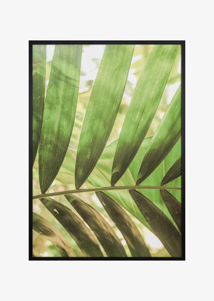 Beauty Of Palm Leaves