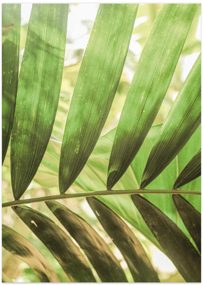 Beauty Of Palm Leaves