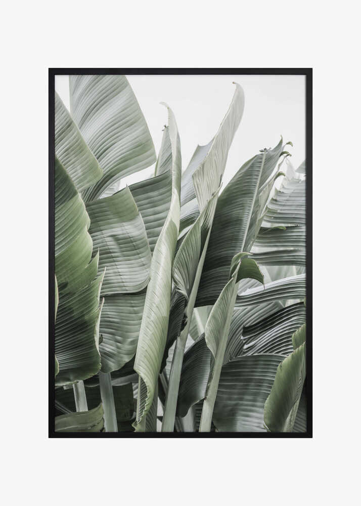 Banana Leaves In Soft Lighting