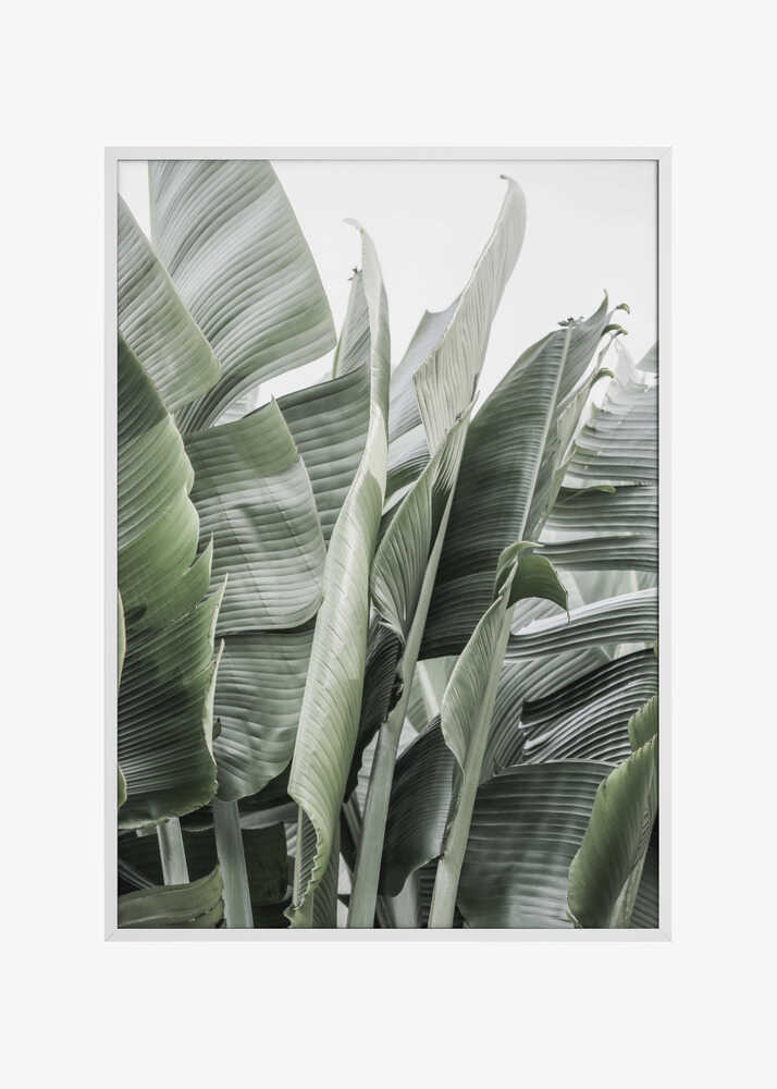 Banana Leaves In Soft Lighting