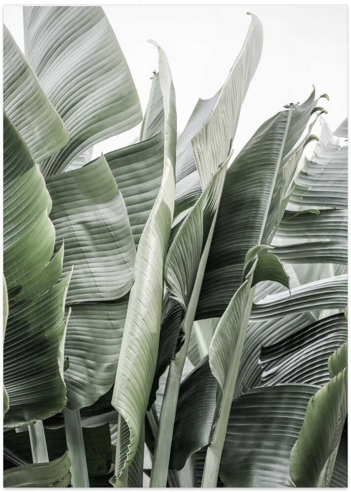 Banana Leaves In Soft Lighting