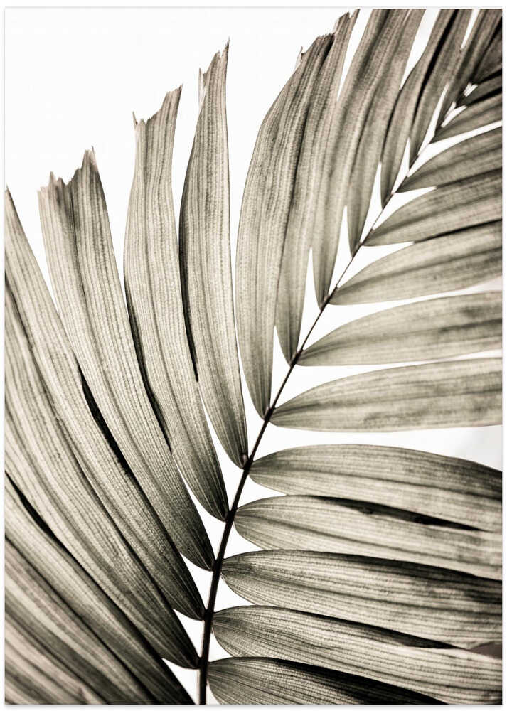 Palm Leaves 22