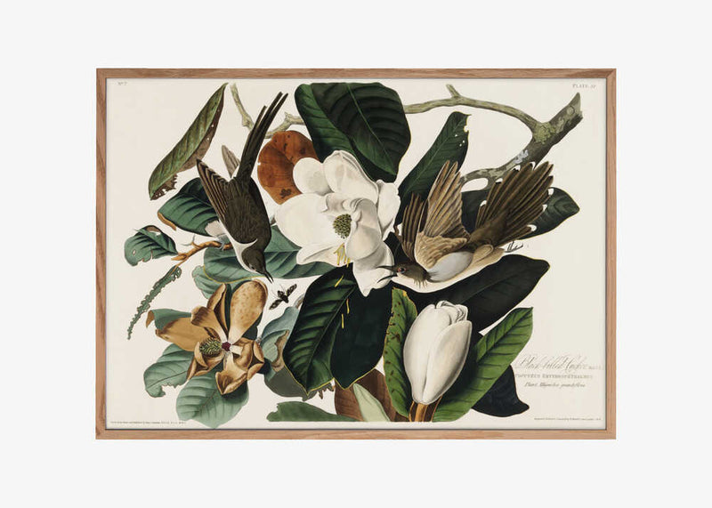 Black Billed Cuckoo From Birds of America (1827)