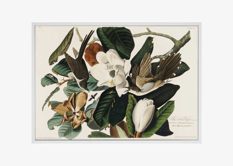 Black Billed Cuckoo From Birds of America (1827)
