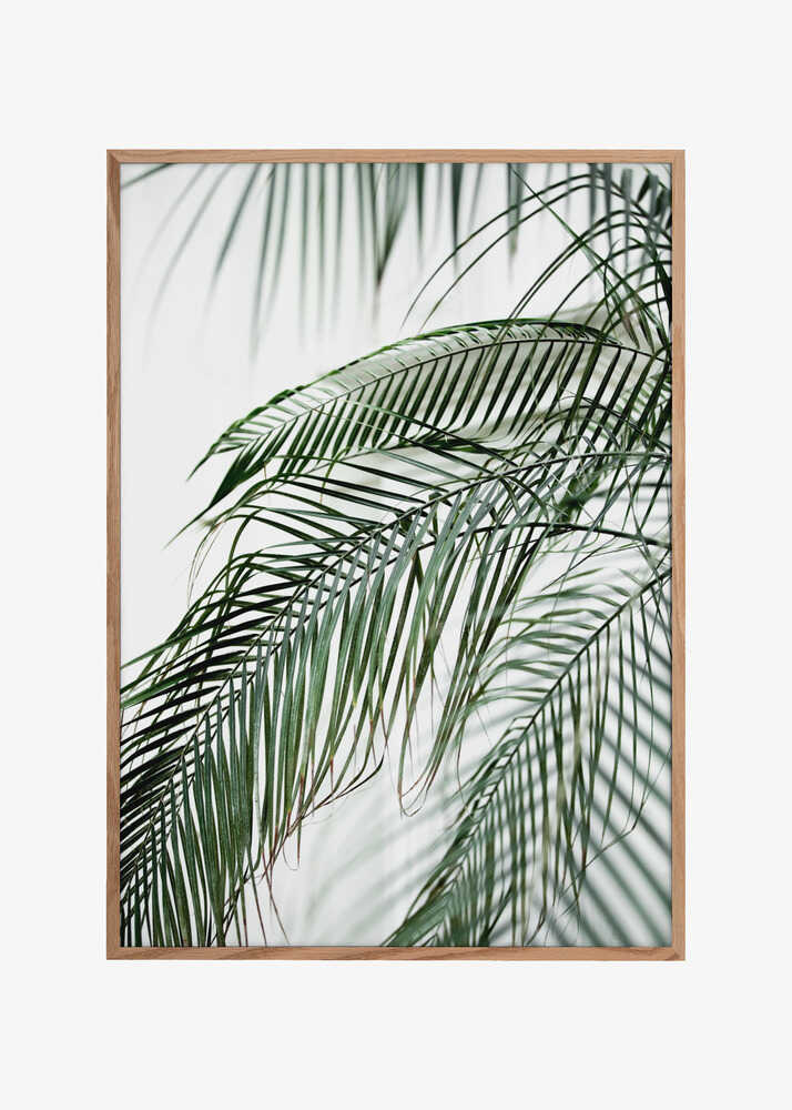 Palm Leaves 21