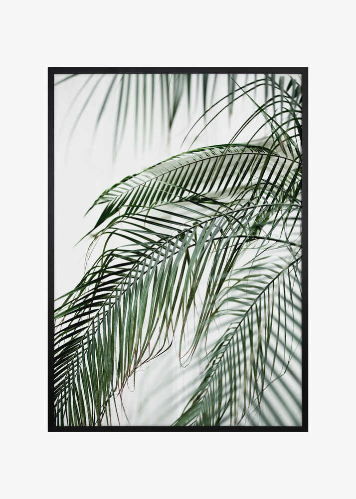 Palm Leaves 21