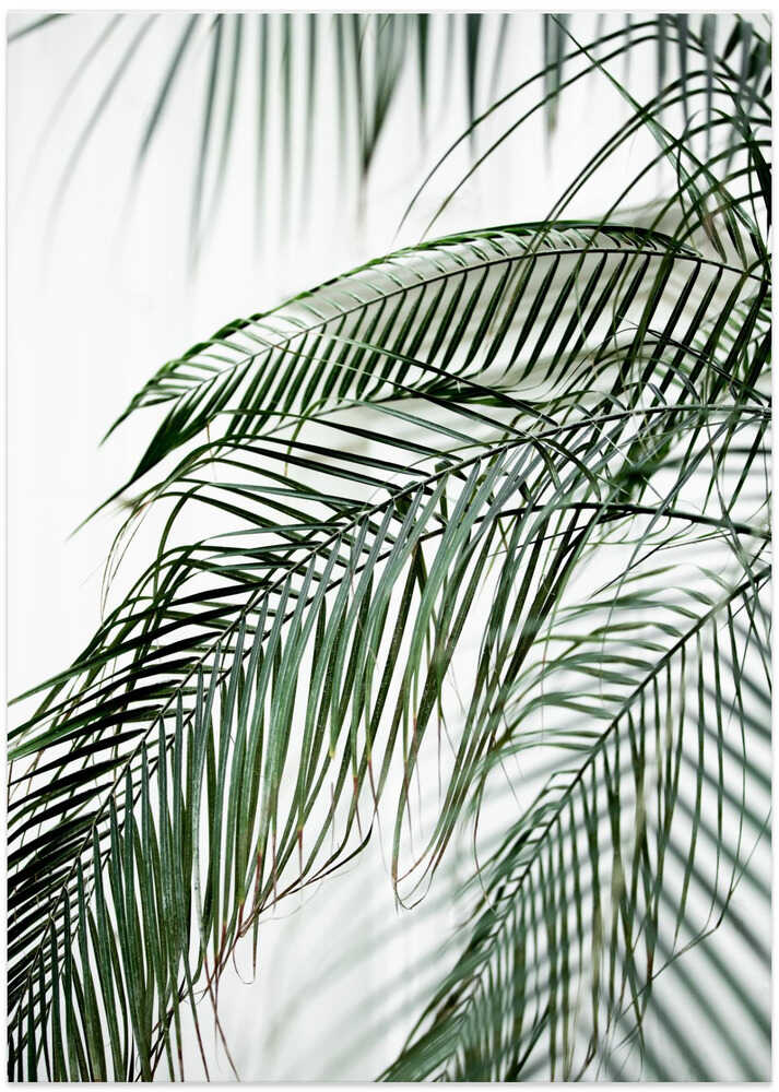 Palm Leaves 21