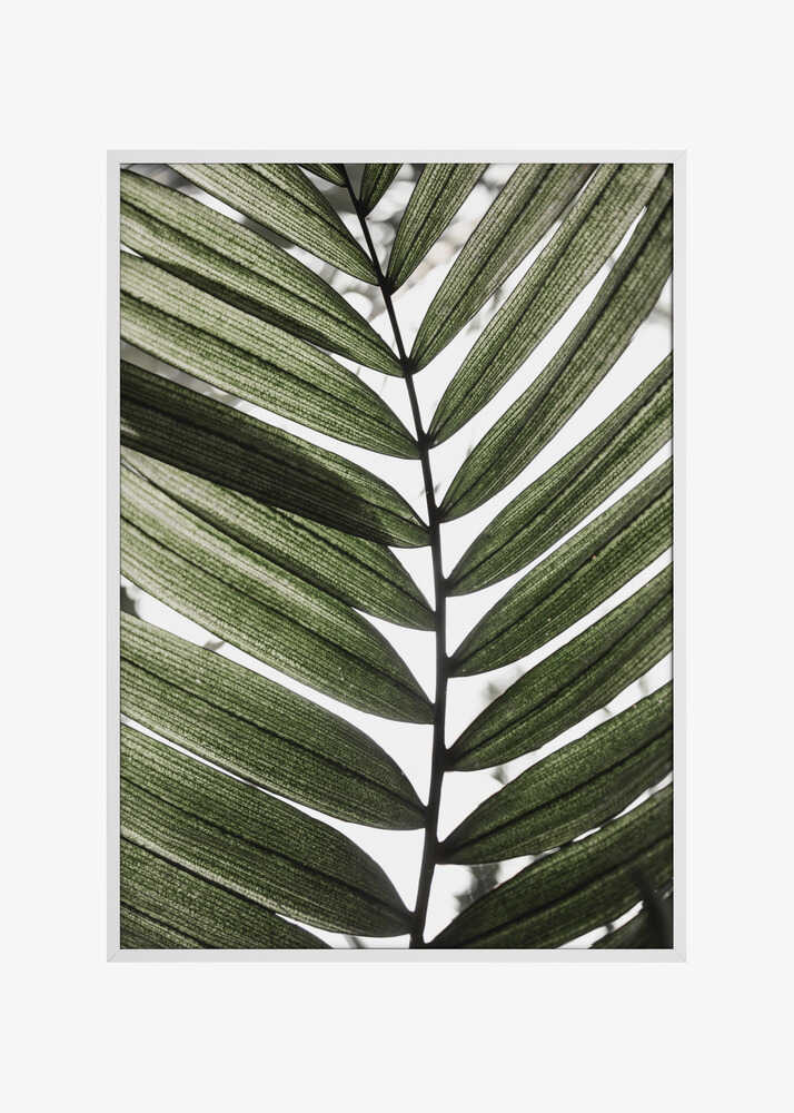 Palm Leaves 24