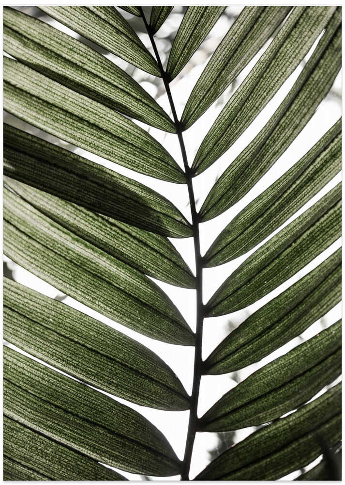 Palm Leaves 24