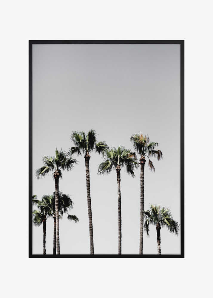 Palm Trees 5