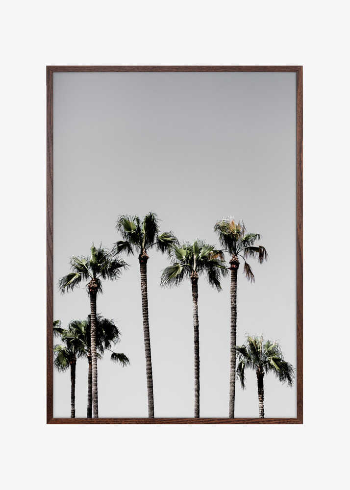 Palm Trees 5
