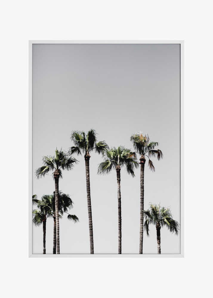Palm Trees 5