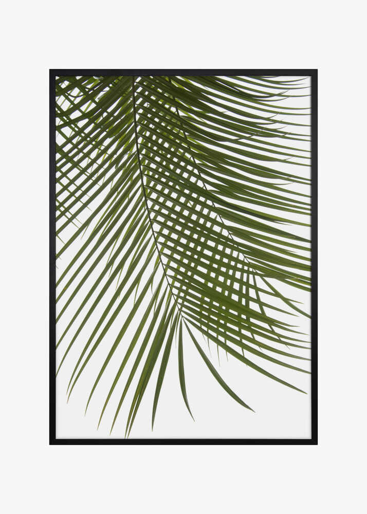Palm Leaves Foliage Photo IV