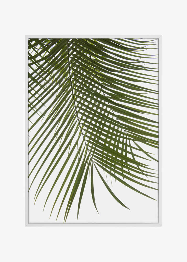 Palm Leaves Foliage Photo IV