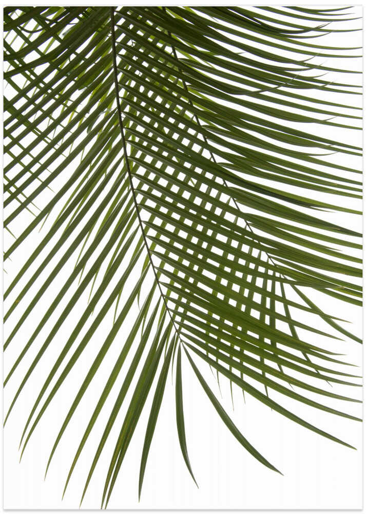 Palm Leaves Foliage Photo IV